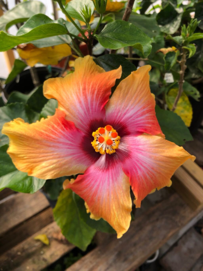 Tropical Hibiscus 'Cosmic Dancer' - 5" pot