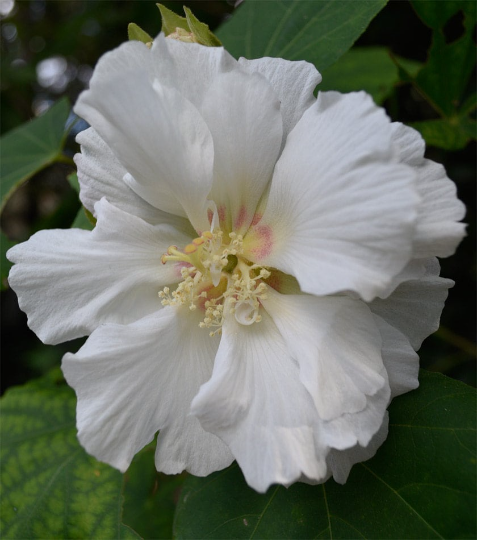 Confederate Rose Hibiscus live plant