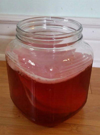 Kombucha Scoby With Starter Tea