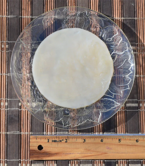 Kombucha Scoby With Starter Tea