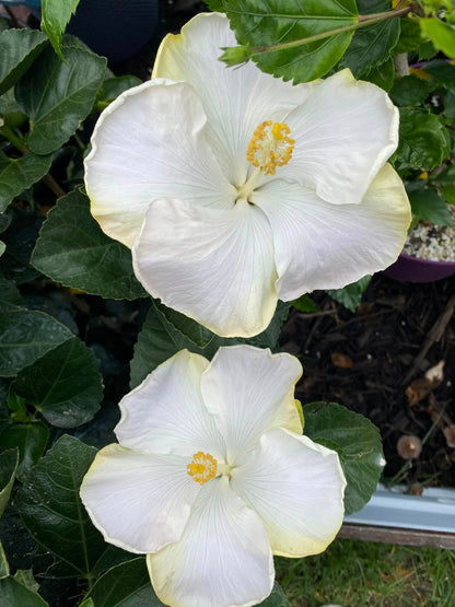 Tropical Hollywood Hibiscus 'Earth Angel' - 4" pot