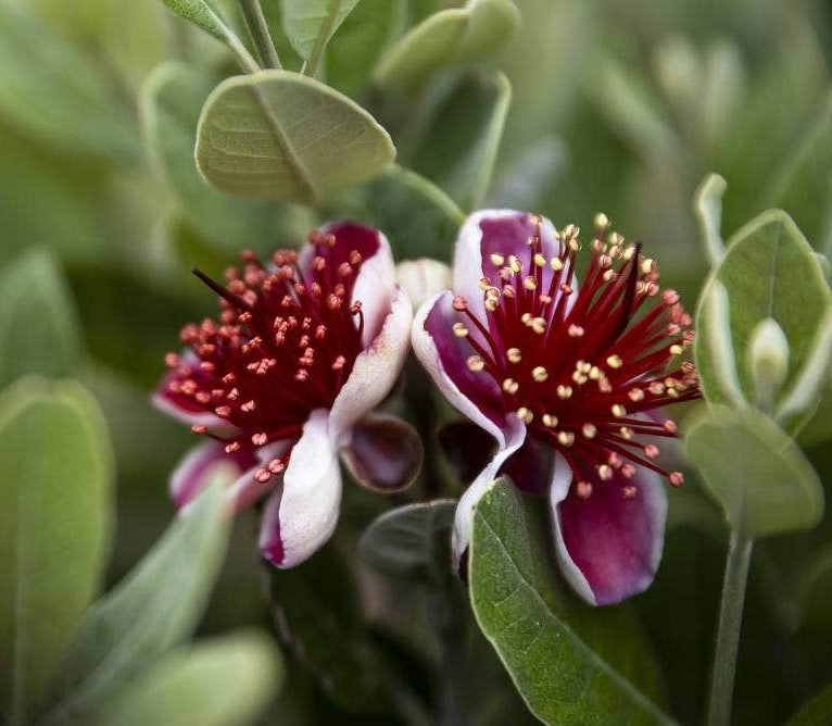 Pineapple Guava, Feijoa sellowiana seedling