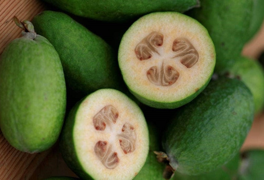 Pineapple Guava, Feijoa sellowiana seedling