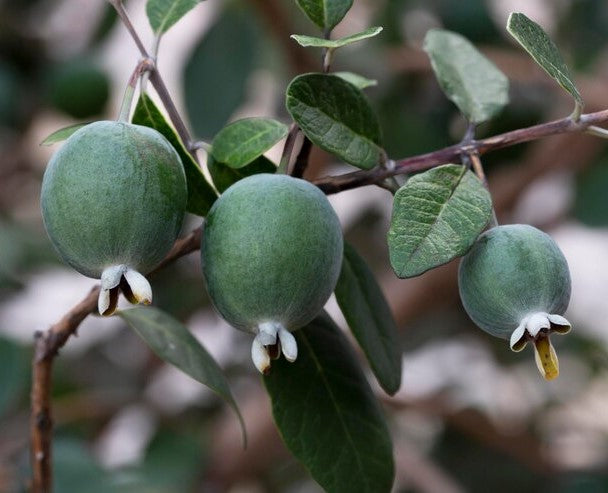 Pineapple Guava, Feijoa sellowiana seedling