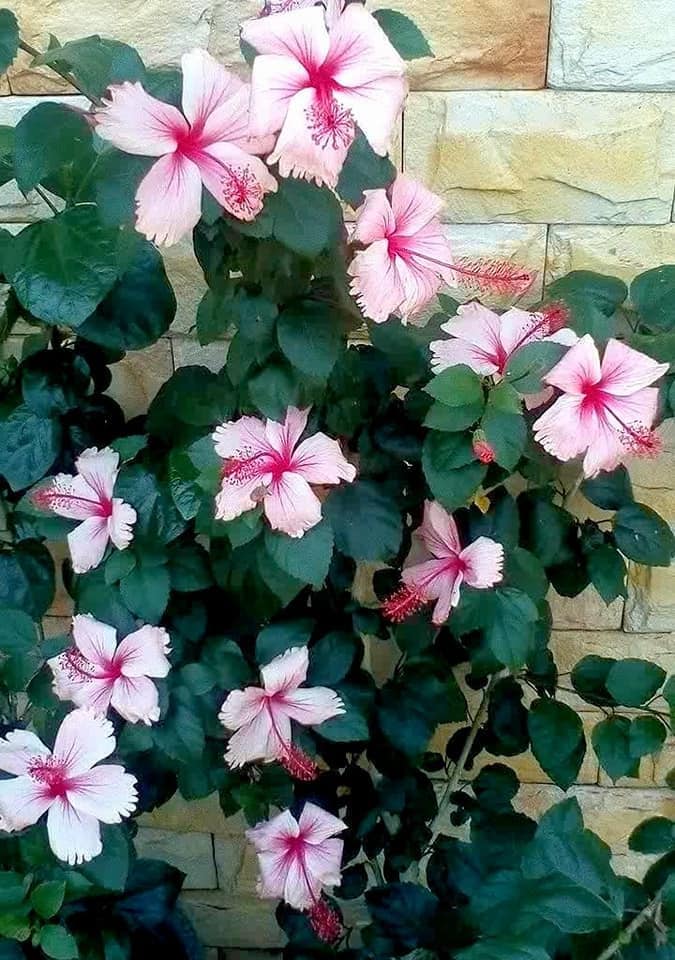 tropical hibiscus albo lacinatus live plant