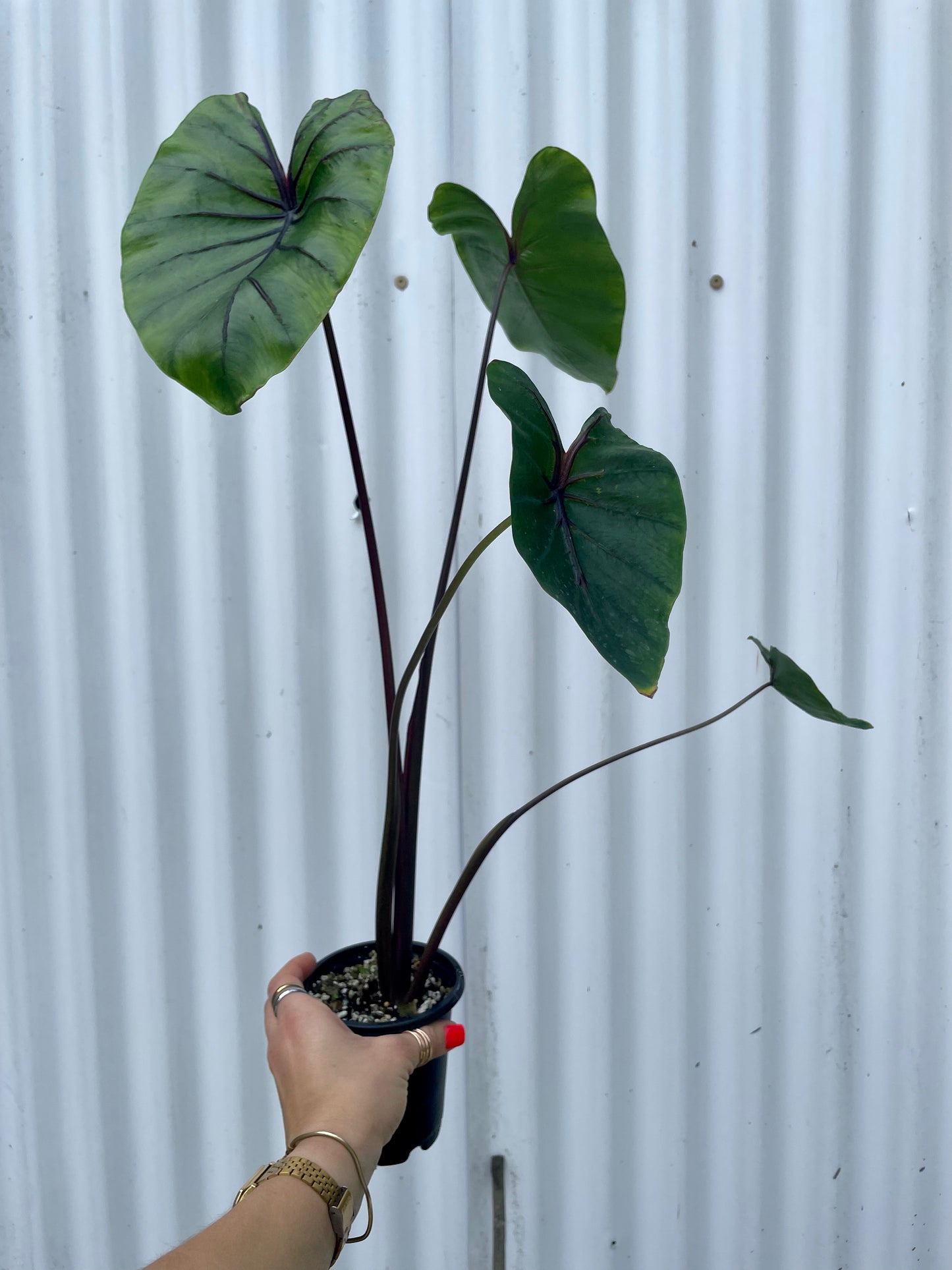 Live colocasia pharaoh's mask plant for sale