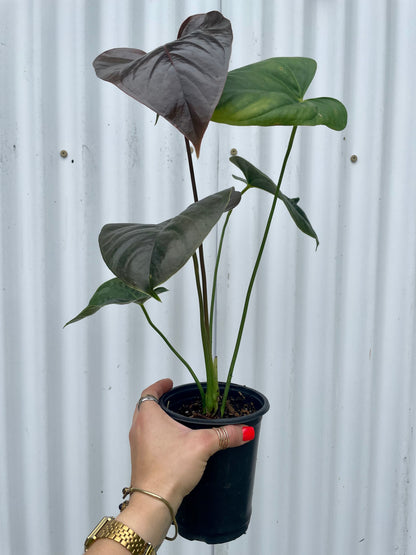 Anthurium ‘Red Leaf’ - 5” pot
