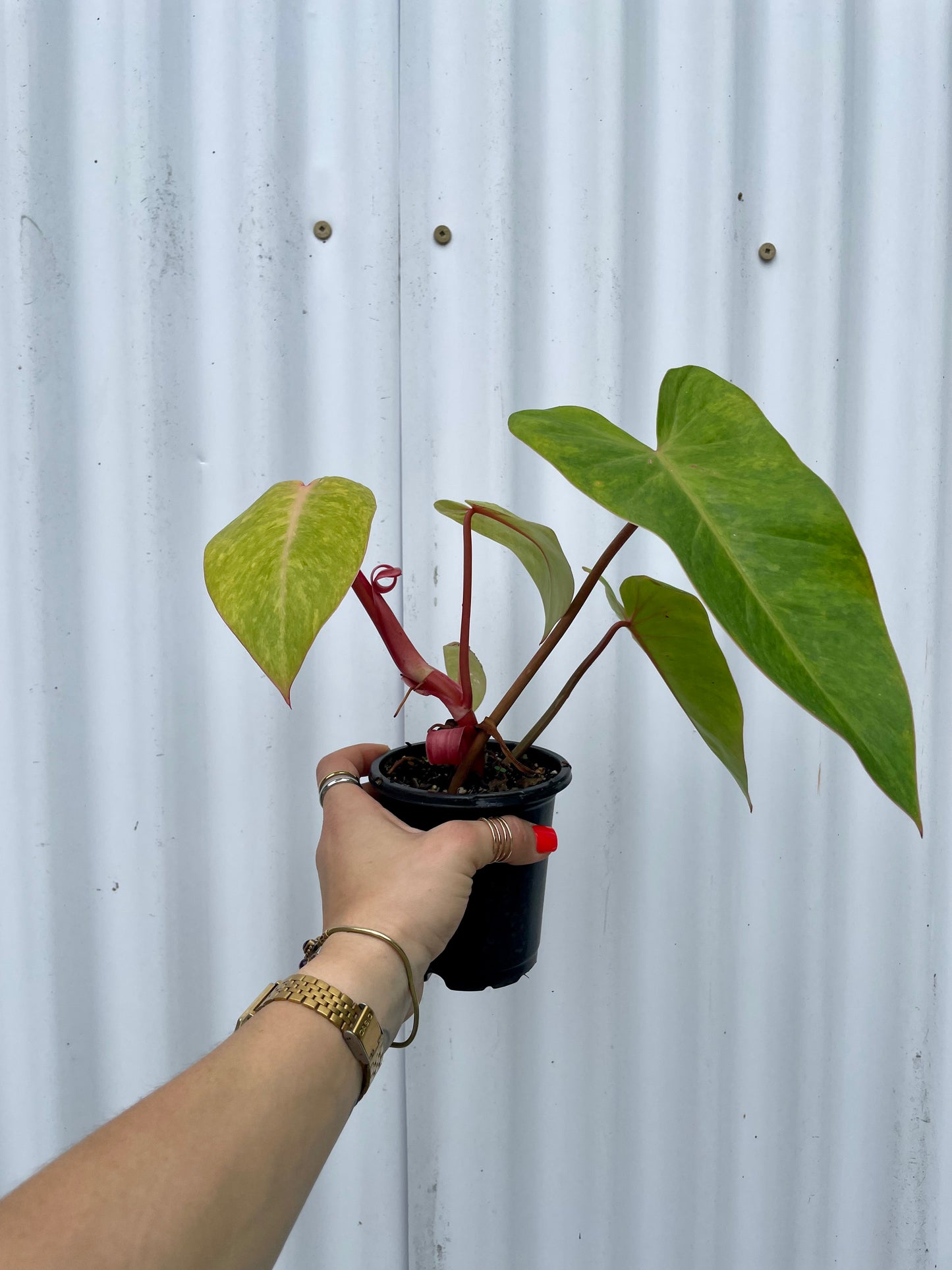 Philodendron ‘Painted Lady’ - 4” pot