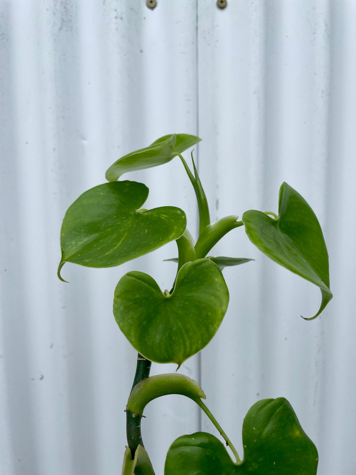 Philodendron Grazielae - 4” pot
