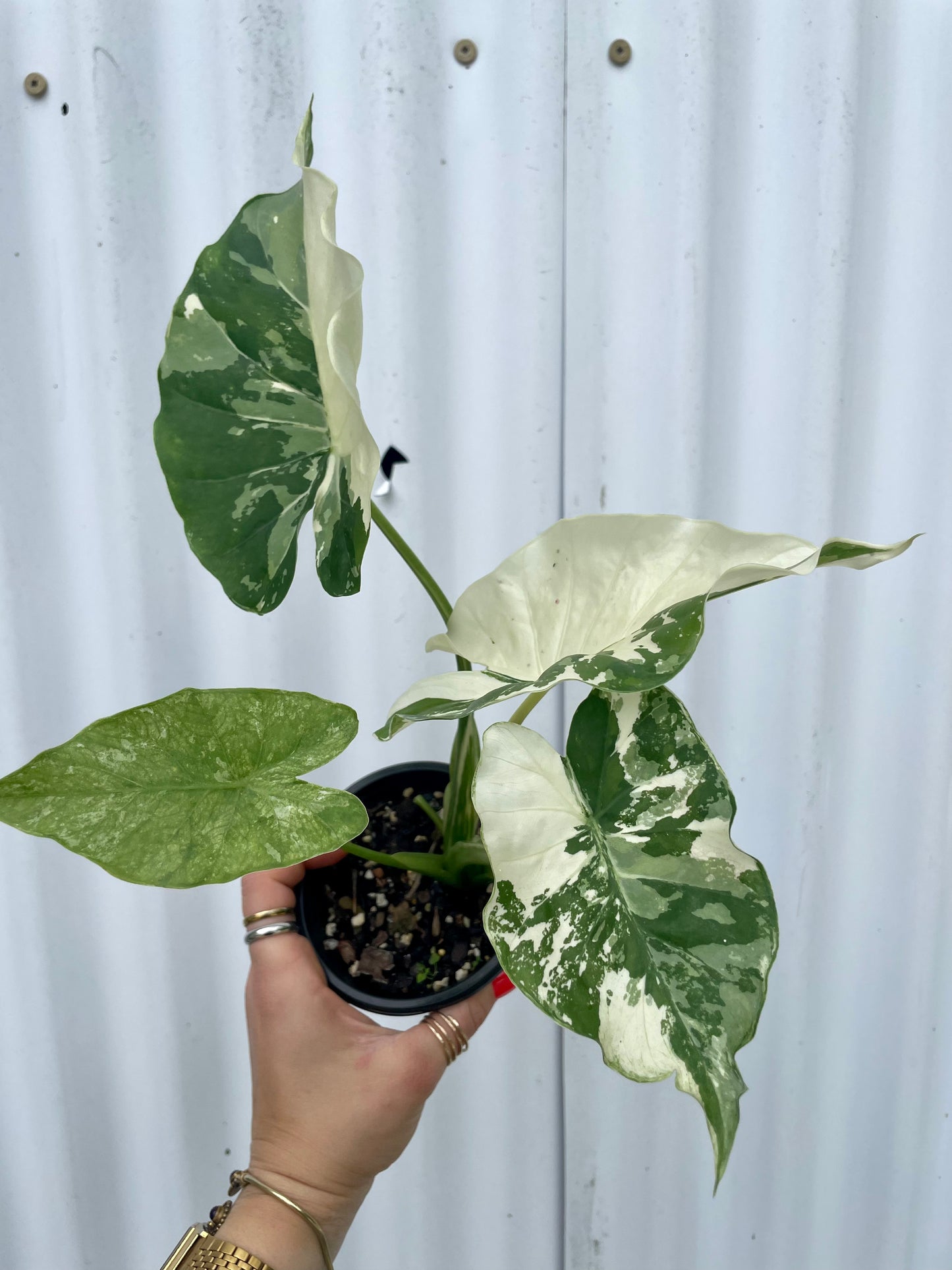 Alocasia Odora 'Variegata' - 4" pot