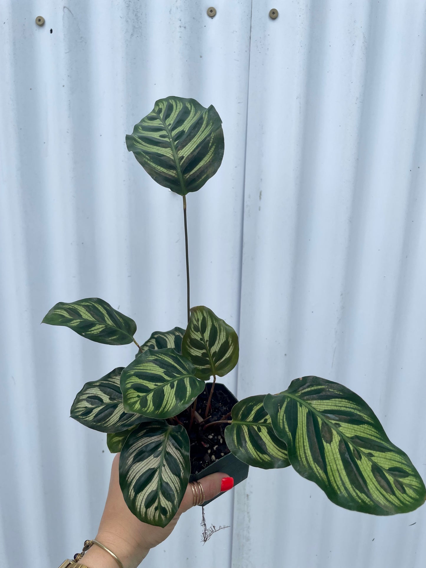 Calathea Makoyana 'Peacock' - 3" pot