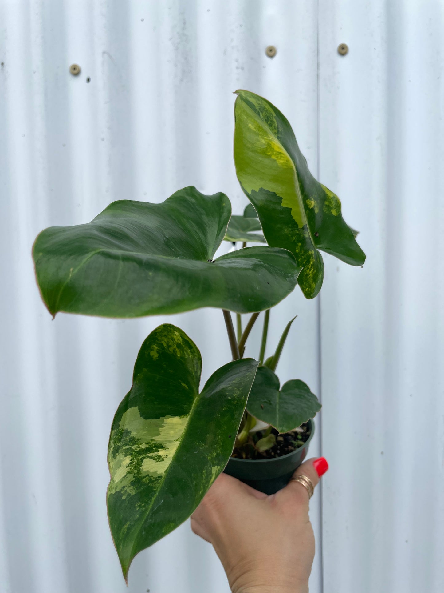 Philodendron ‘Burle Marx’ Variegated - 3" or 4” pot