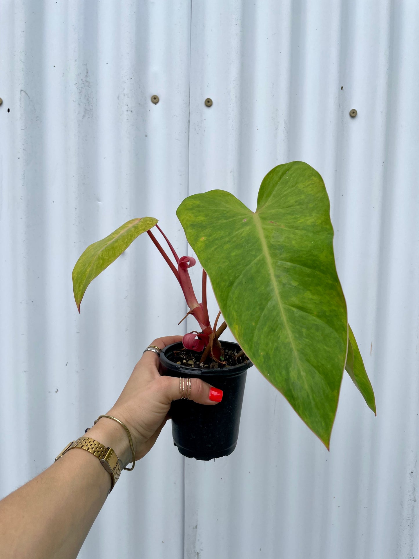Philodendron ‘Painted Lady’ - 4” pot