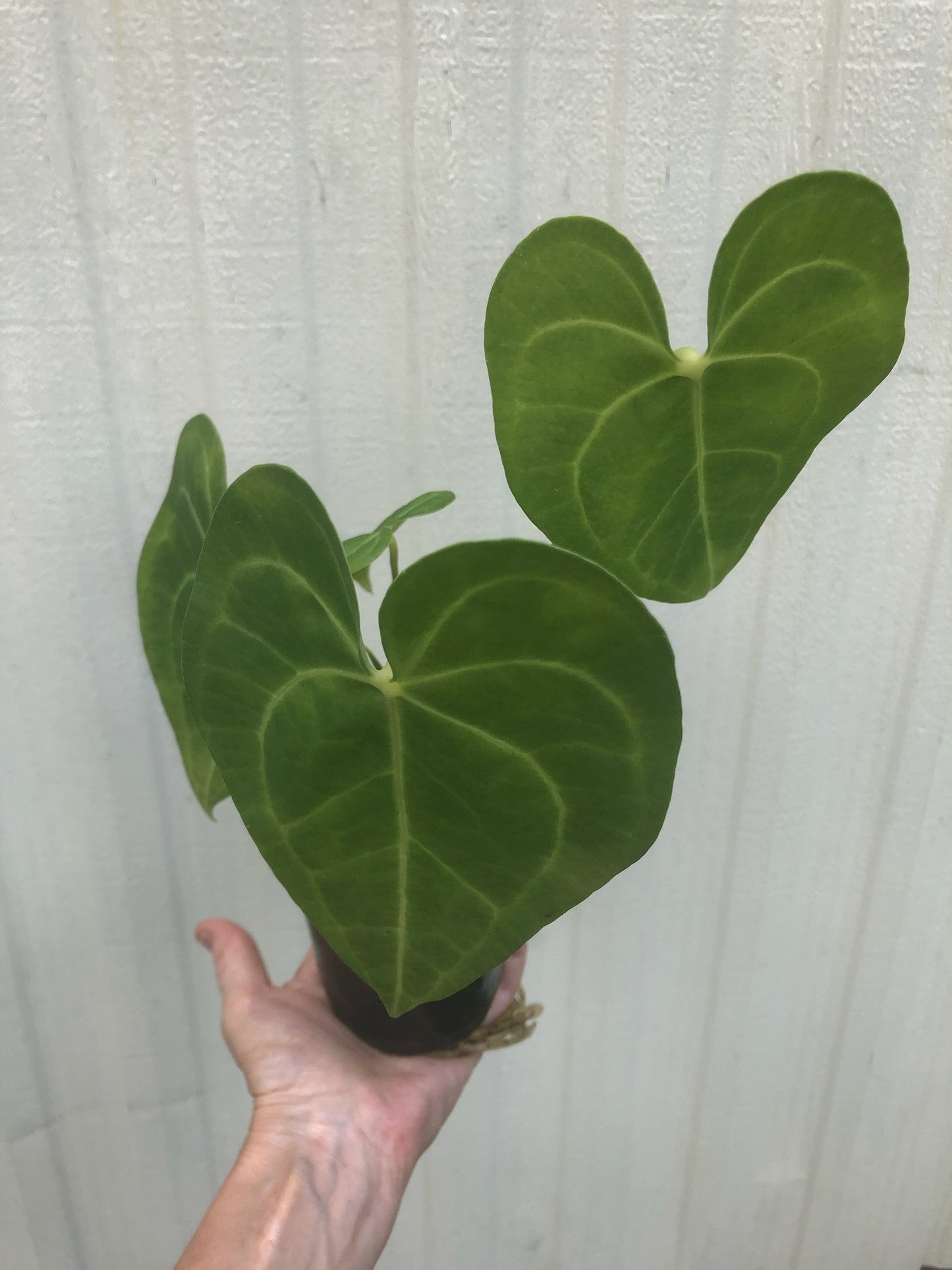 Anthurium Clarinervium - 4” pot
