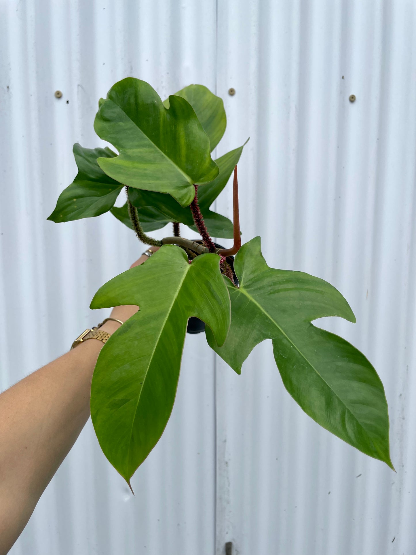 Philodendron Squamifernum - 4” pot