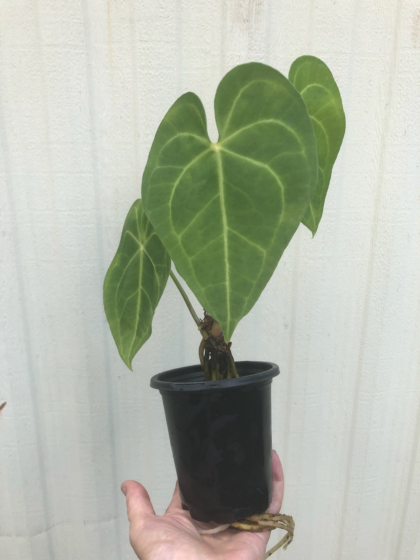 Anthurium Clarinervium - 4” pot