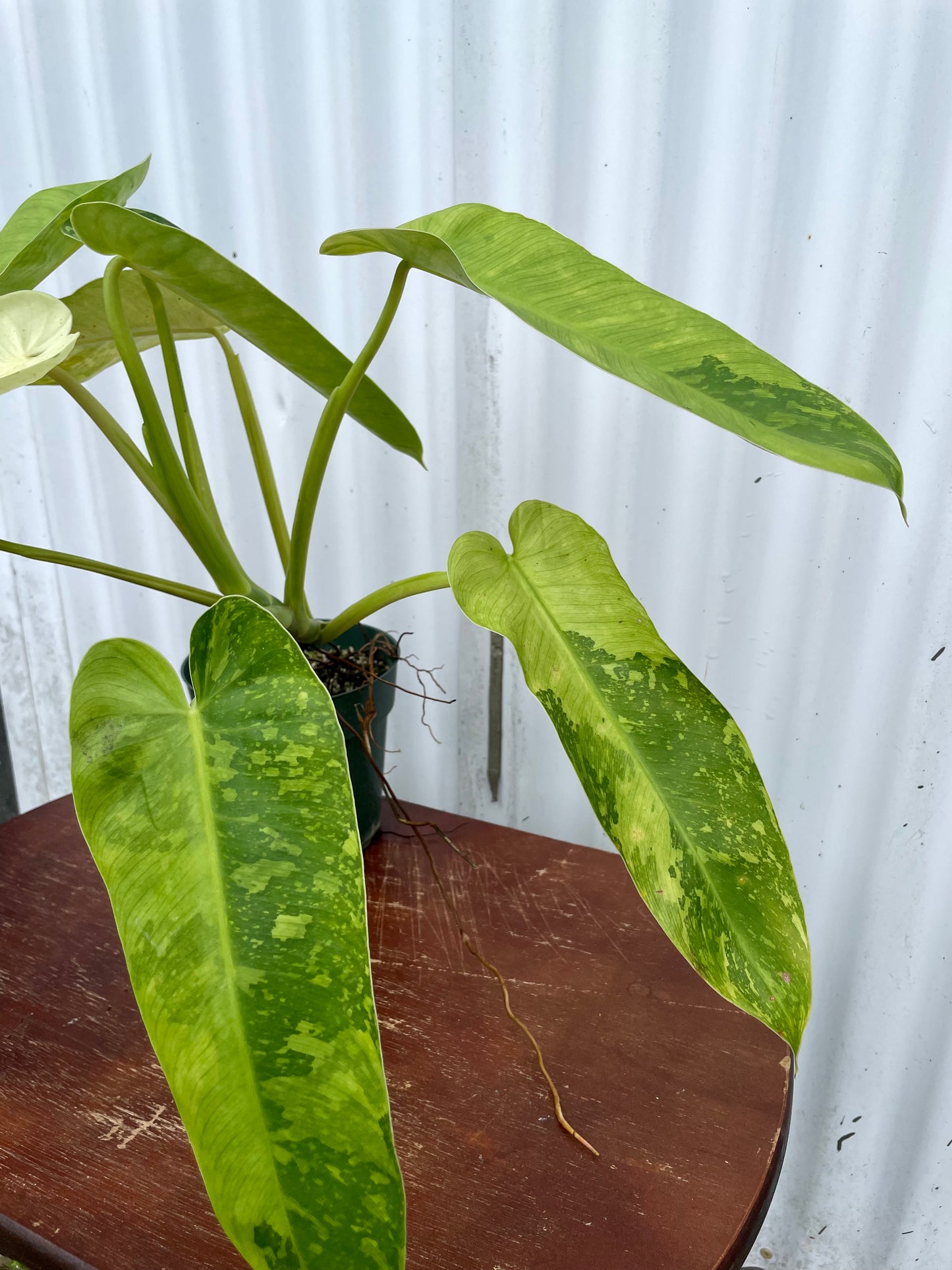 Philodendron ‘Jose Buono’ - 4” pot