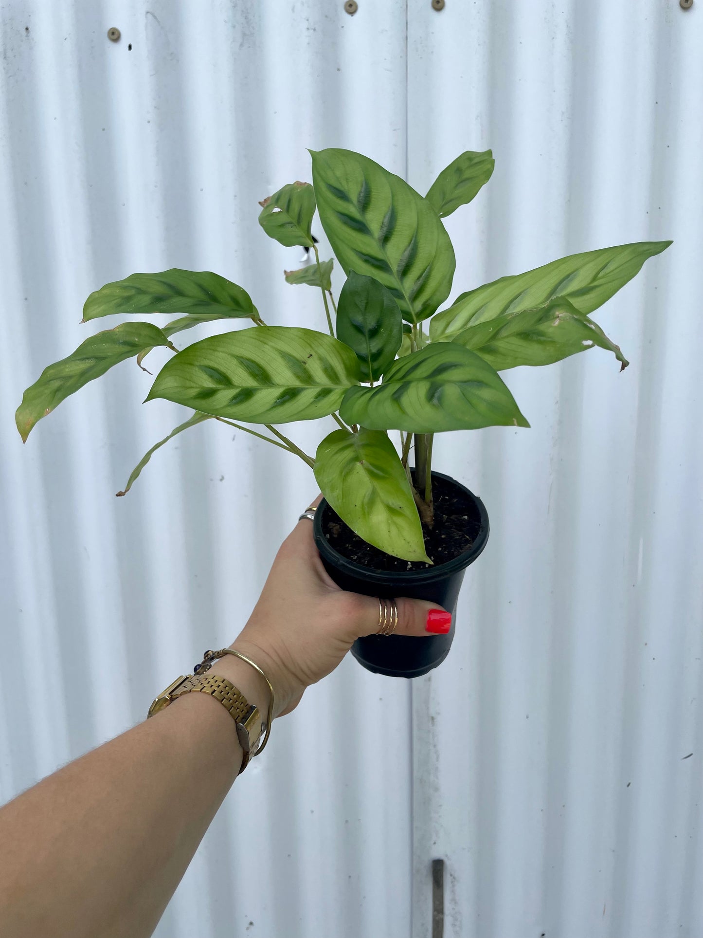 Calathea Leopardina