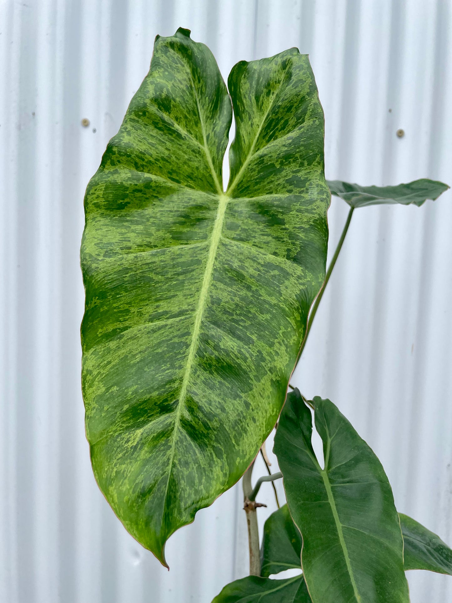Philodendron ‘Paraiso Verde’ - 4” pot