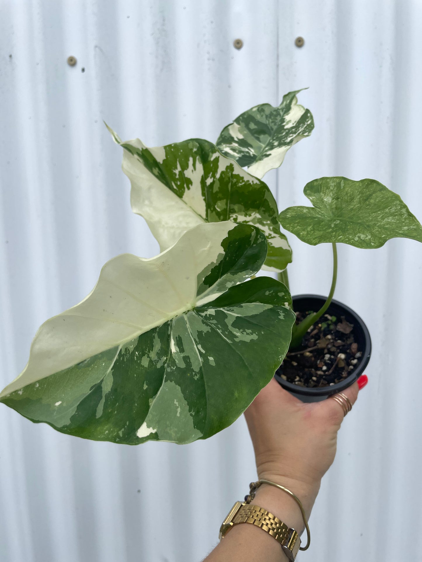 Alocasia Odora 'Variegata' - 4" pot