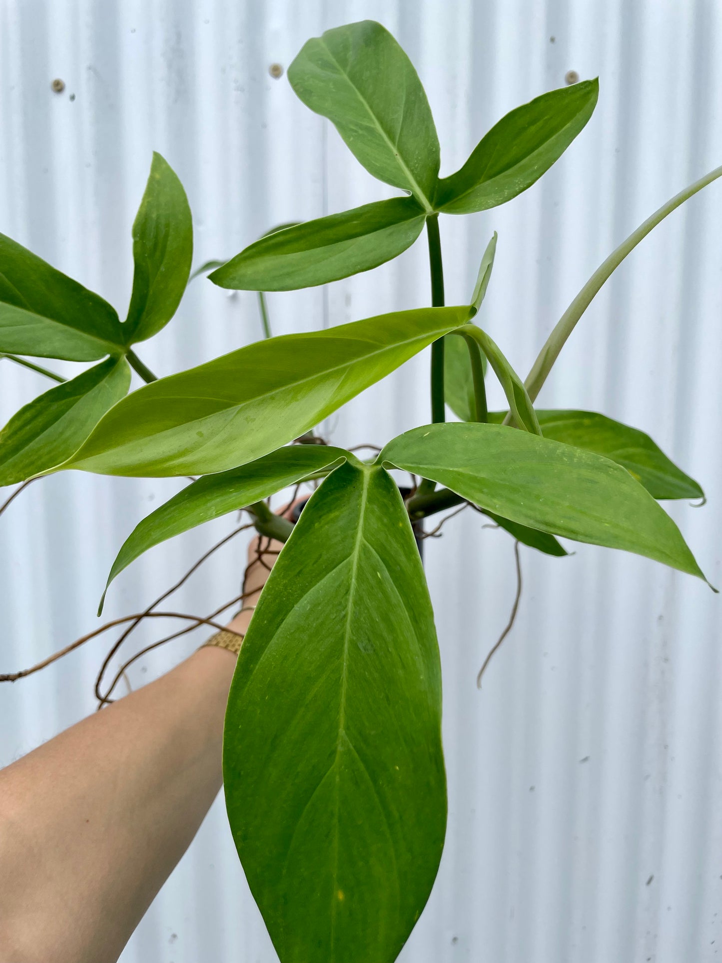 philodendron tripartitum