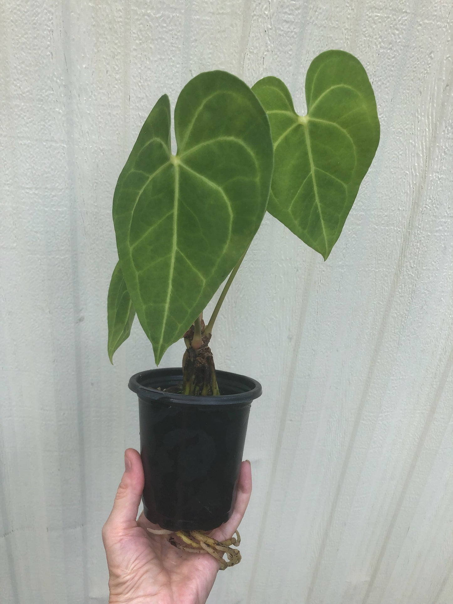 Anthurium Clarinervium - 4” pot