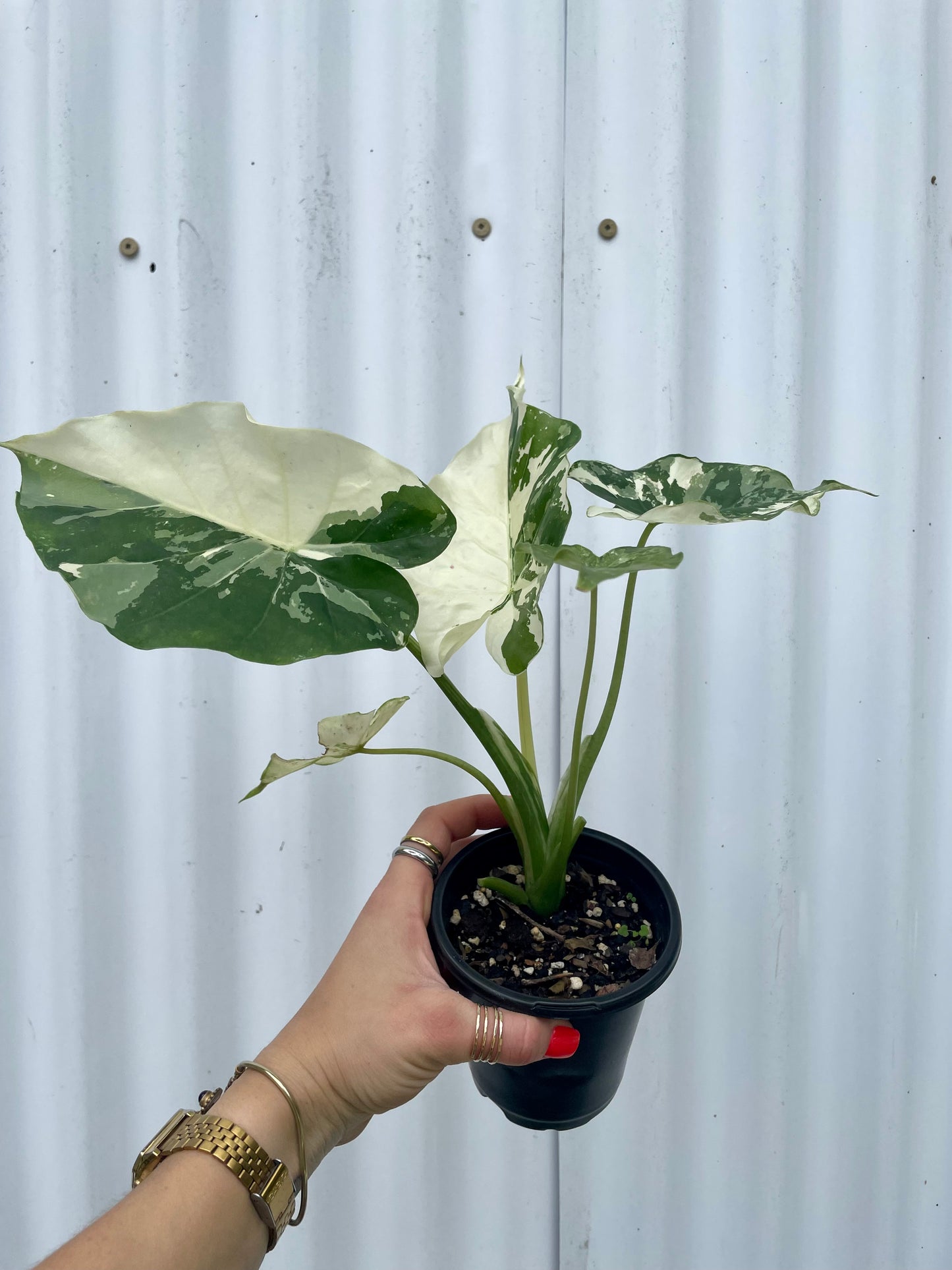 Alocasia Odora 'Variegata' - 4" pot