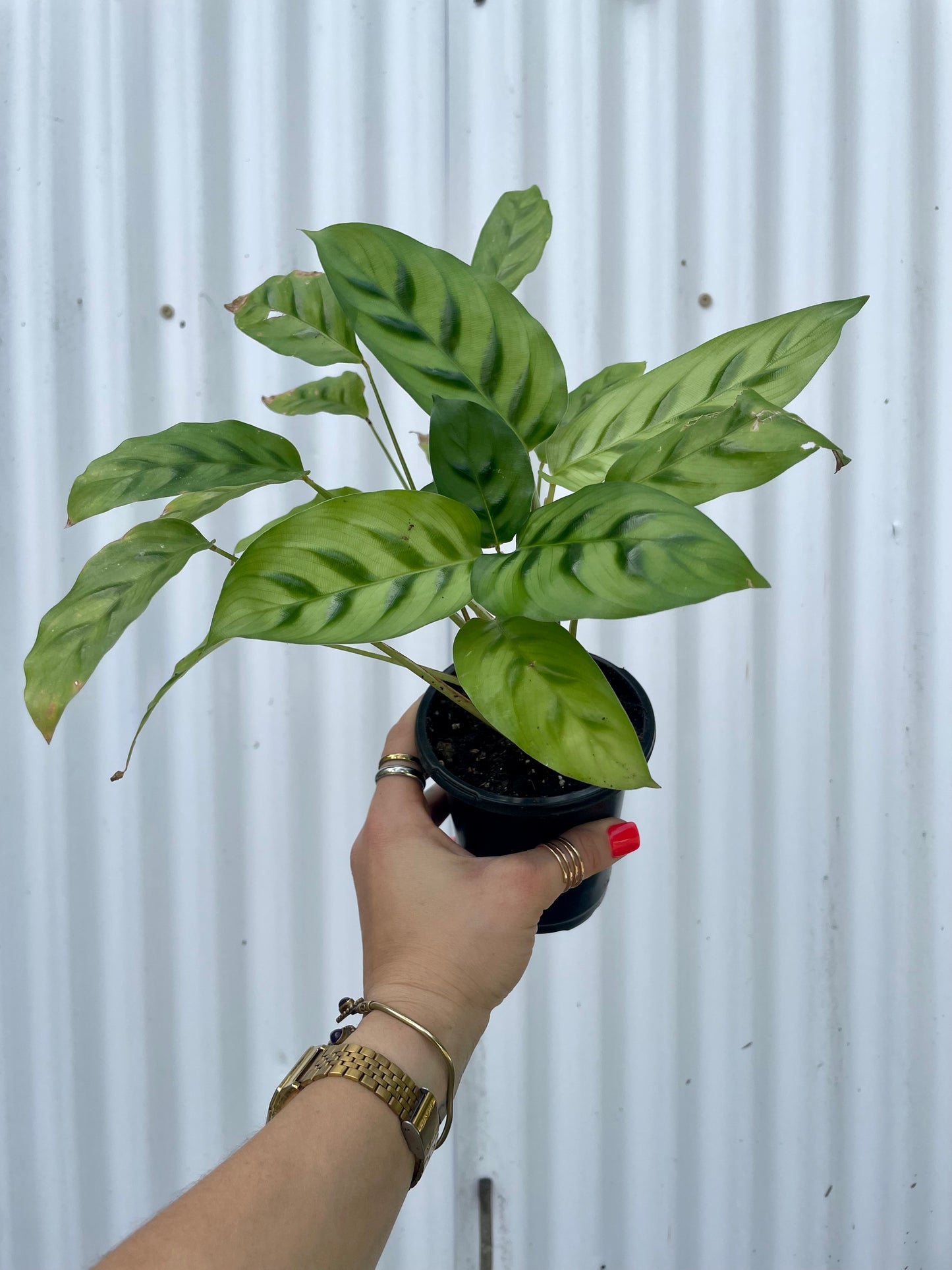 Calathea Leopardina