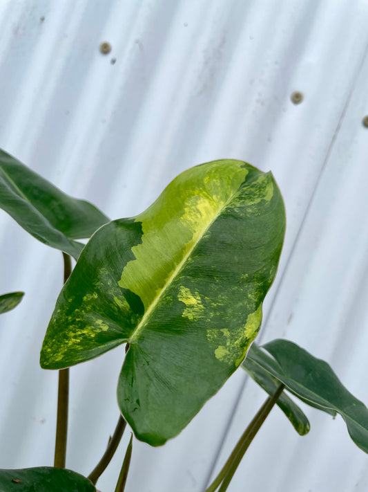 Philodendron ‘Burle Marx’ Variegated - 4” pot