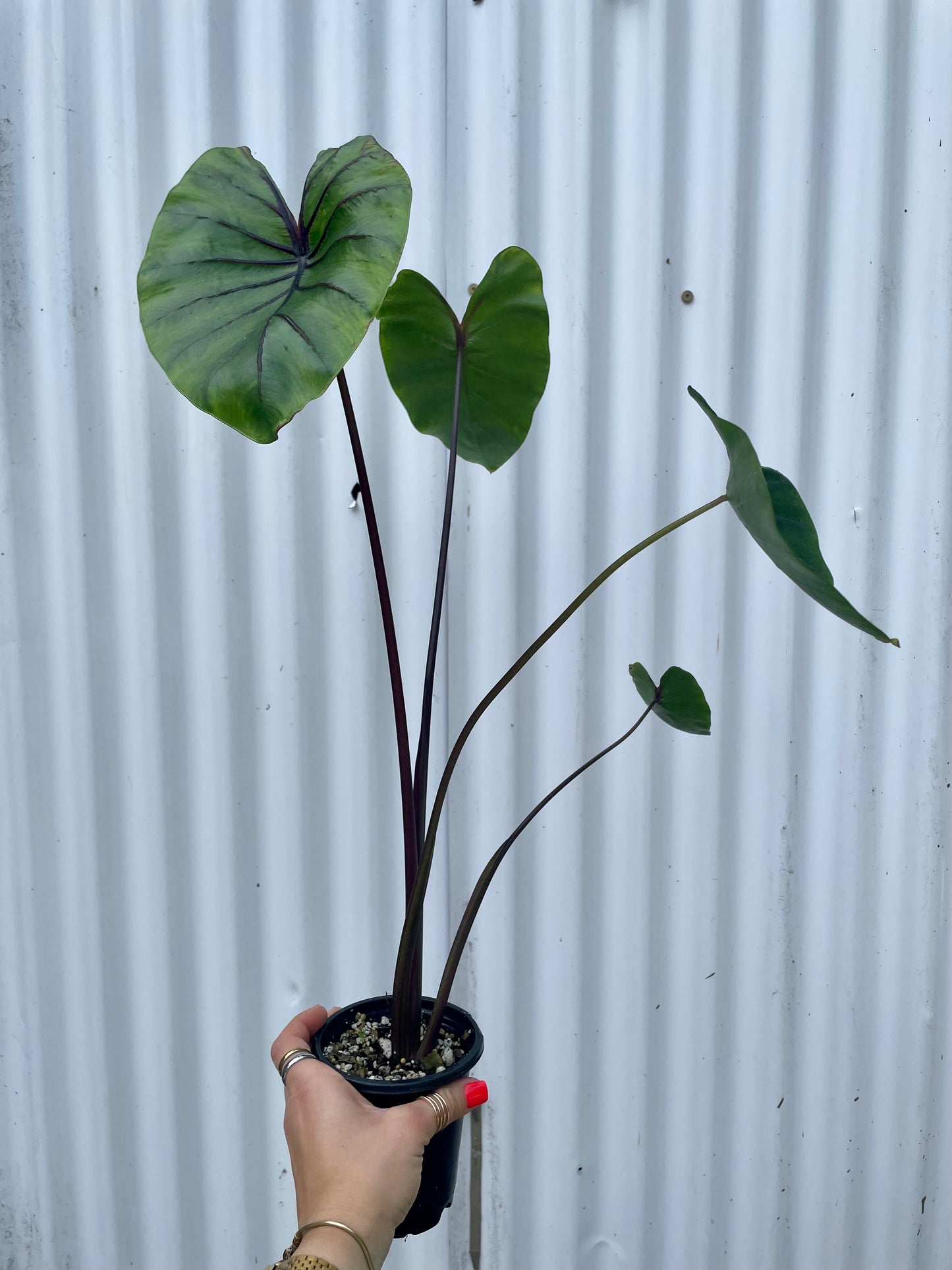 Live colocasia pharaoh's mask plant for sale