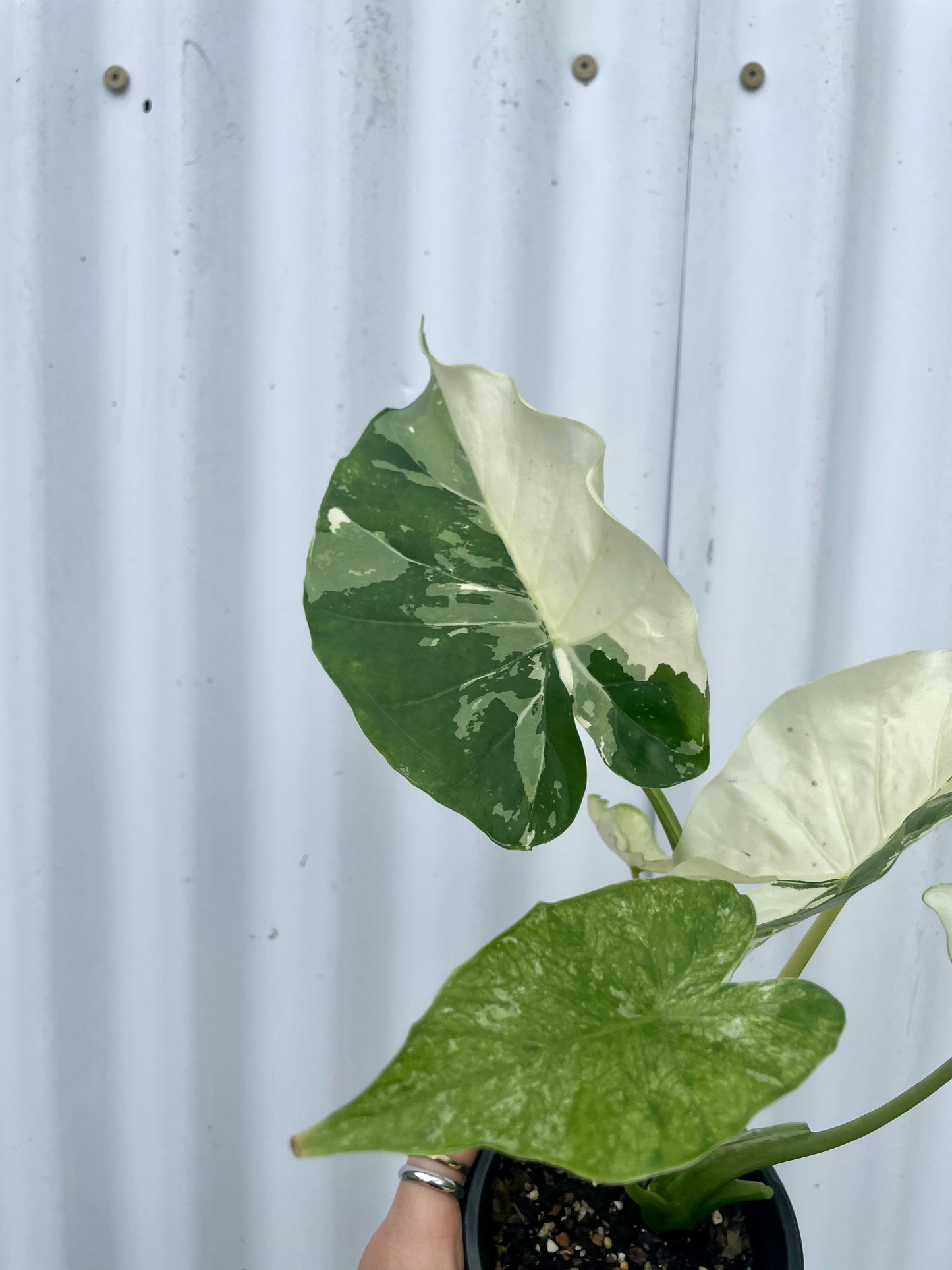 Alocasia Odora 'Variegata' - 4" pot