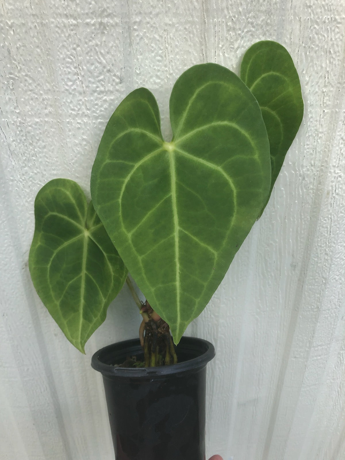 Anthurium Clarinervium - 4” pot