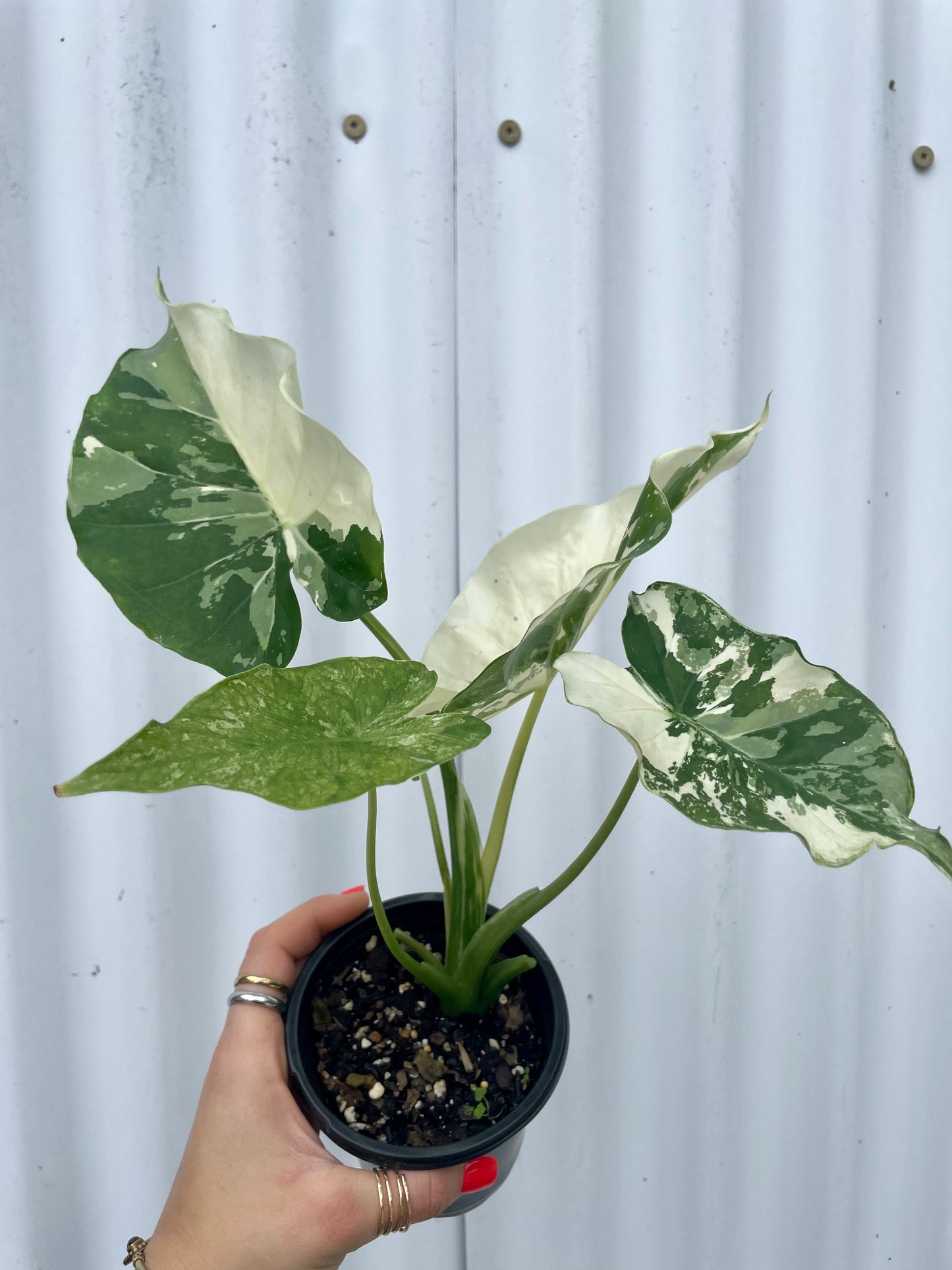 Alocasia Odora 'Variegata' - 4" pot