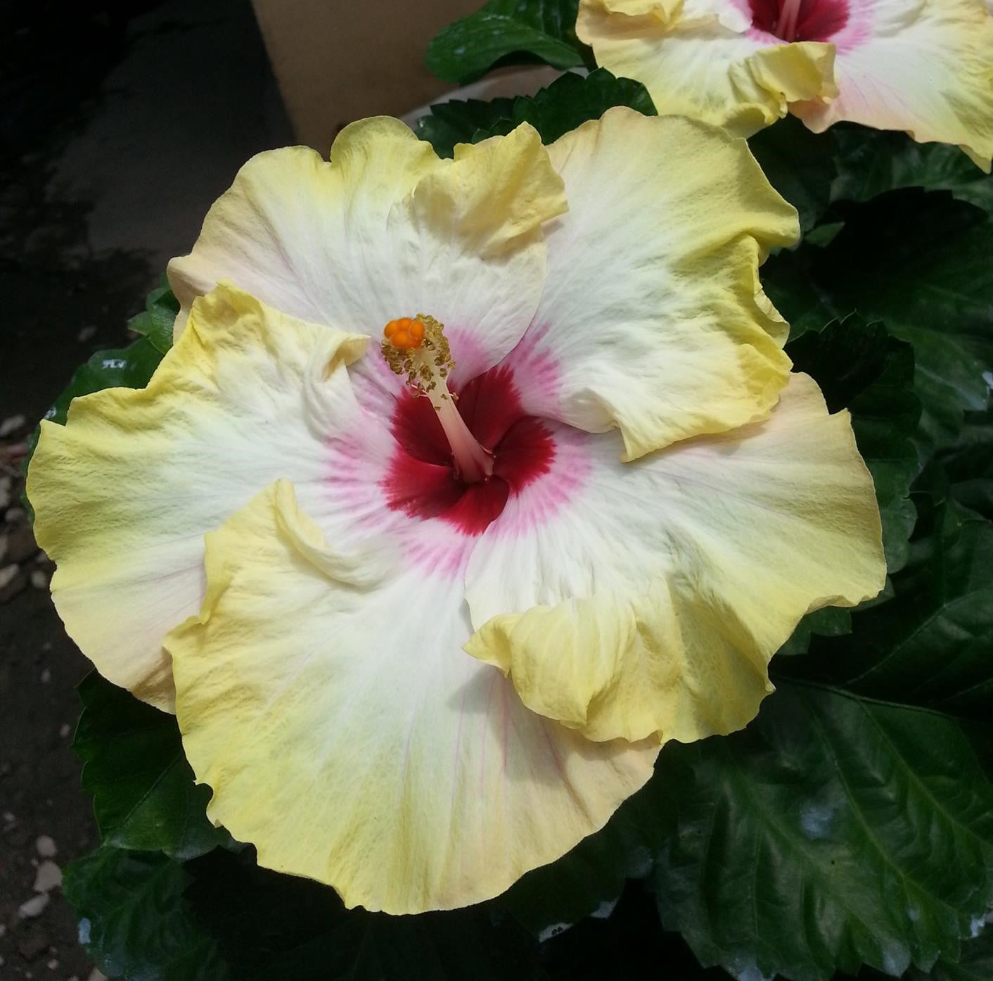 hibiscus stolen kiss