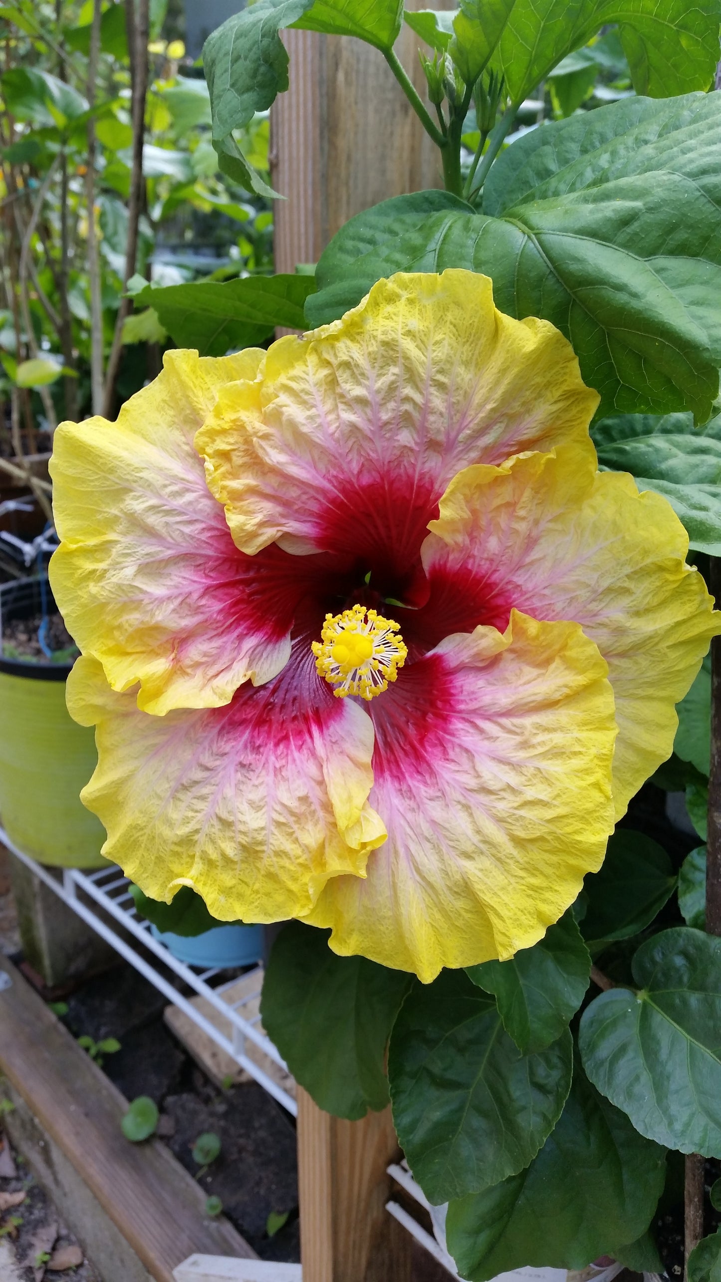 Tropical Hibiscus 'Simple Pleasure' - 6" pot