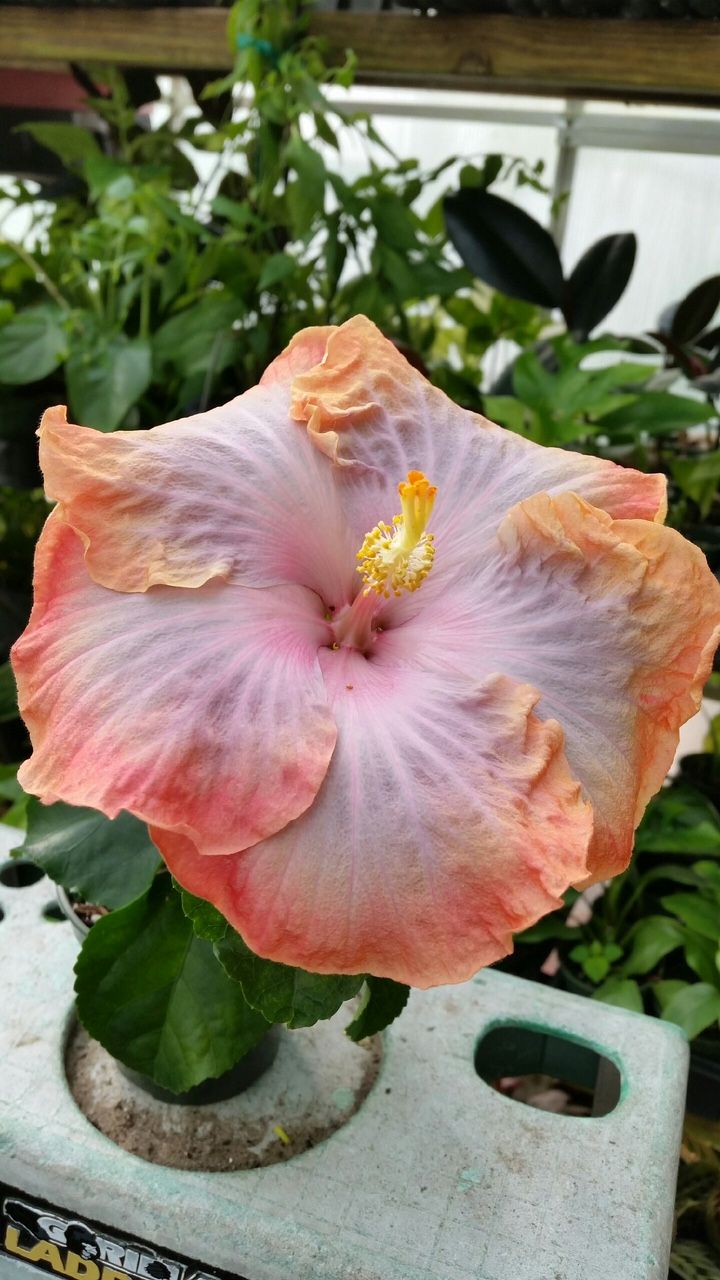 Tropical Hibiscus 'Creole Lady' - 6" pot