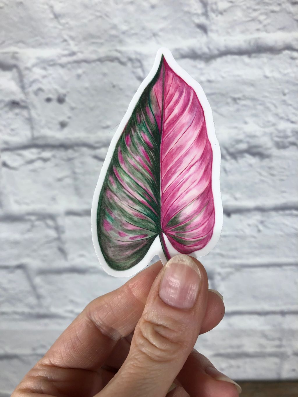 Philodendron 'Pink Princess' Leaf Vinyl Sticker