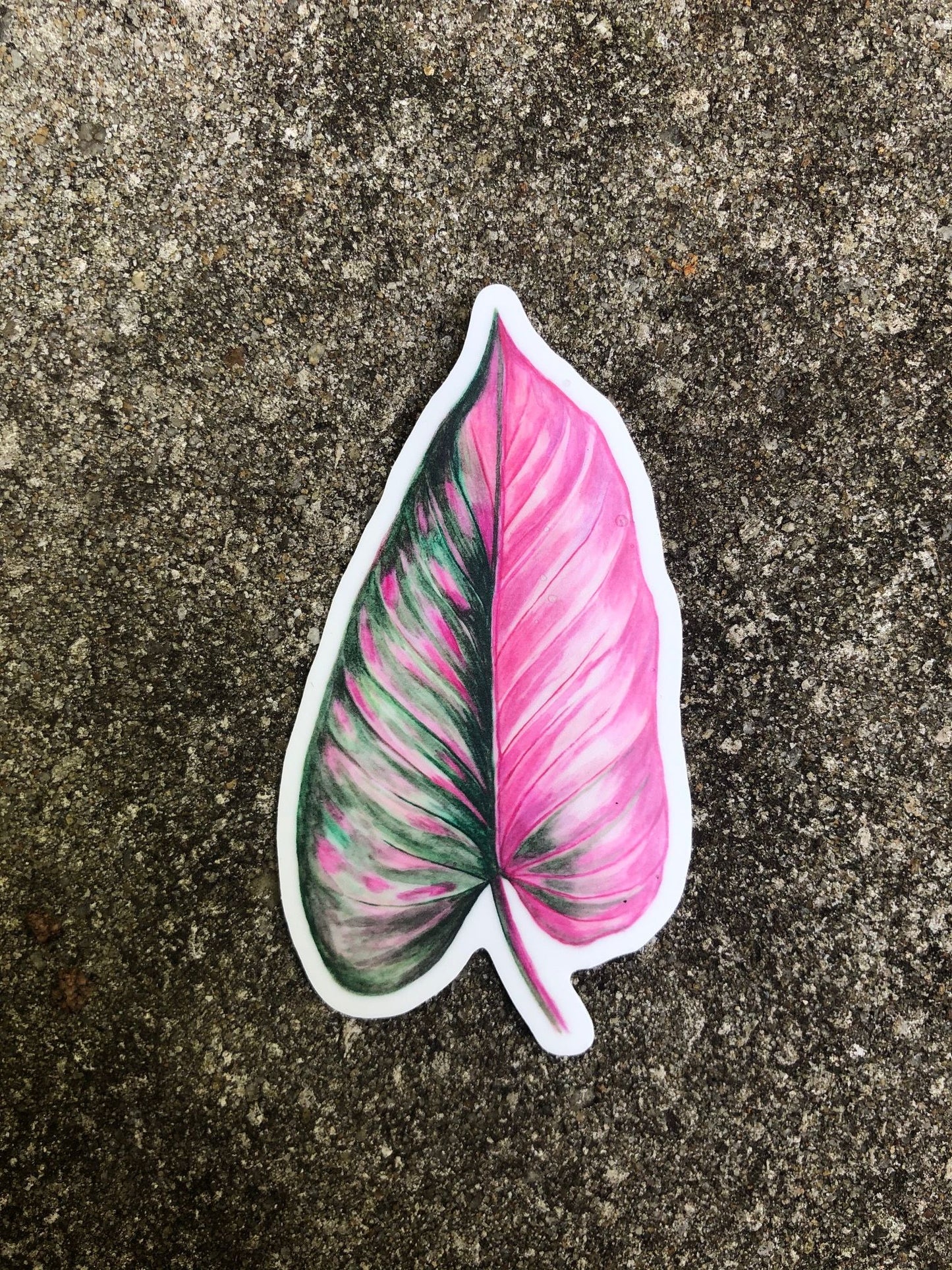 Philodendron 'Pink Princess' Leaf Vinyl Sticker