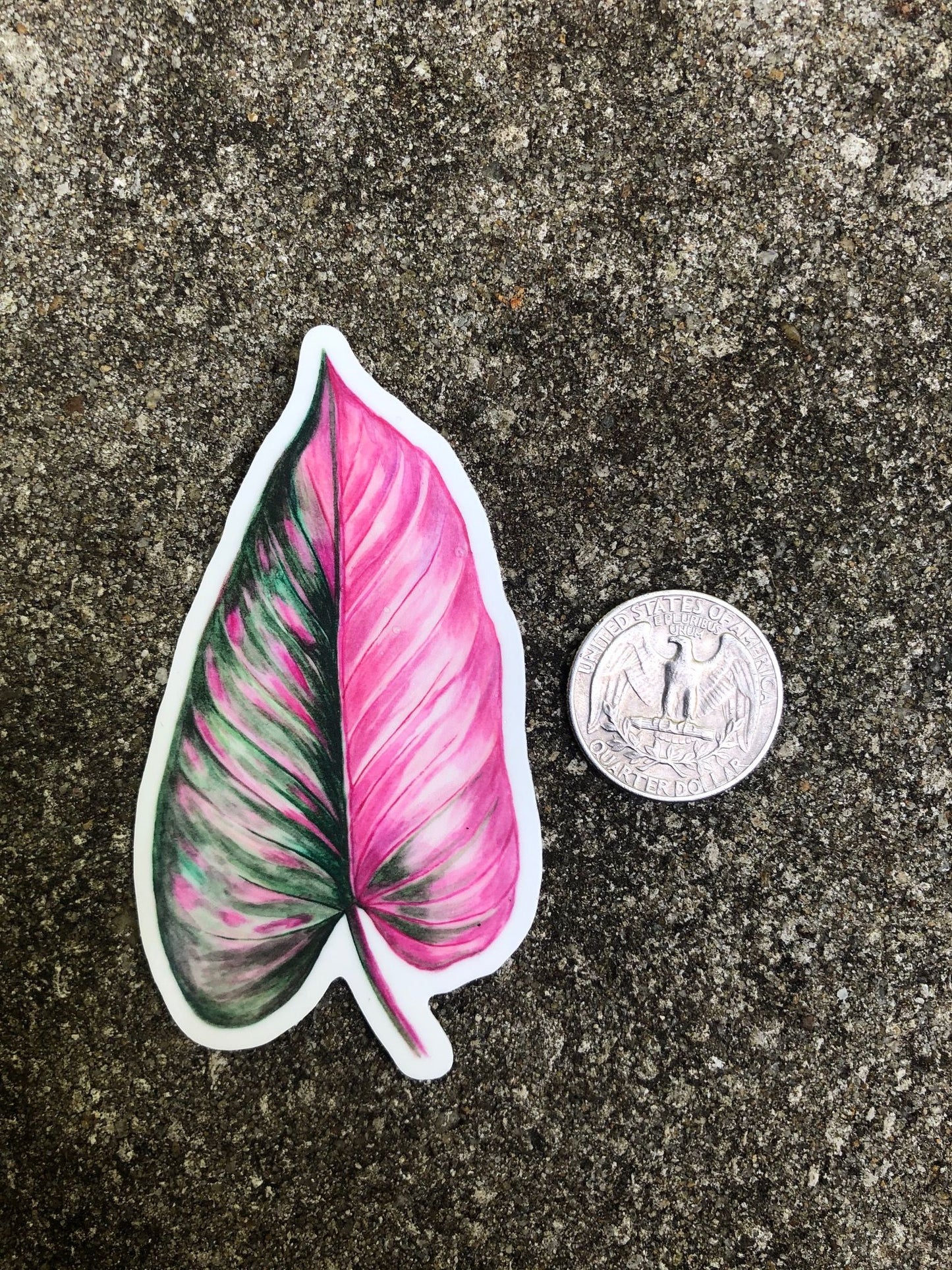 Philodendron 'Pink Princess' Leaf Vinyl Sticker