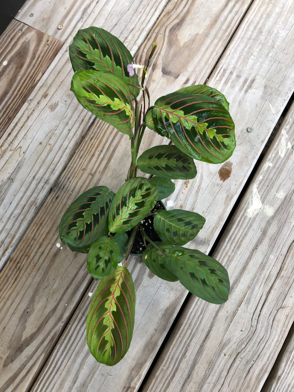 prayer plant reddit Maranta leuconeura 'Red Prayer Plant'