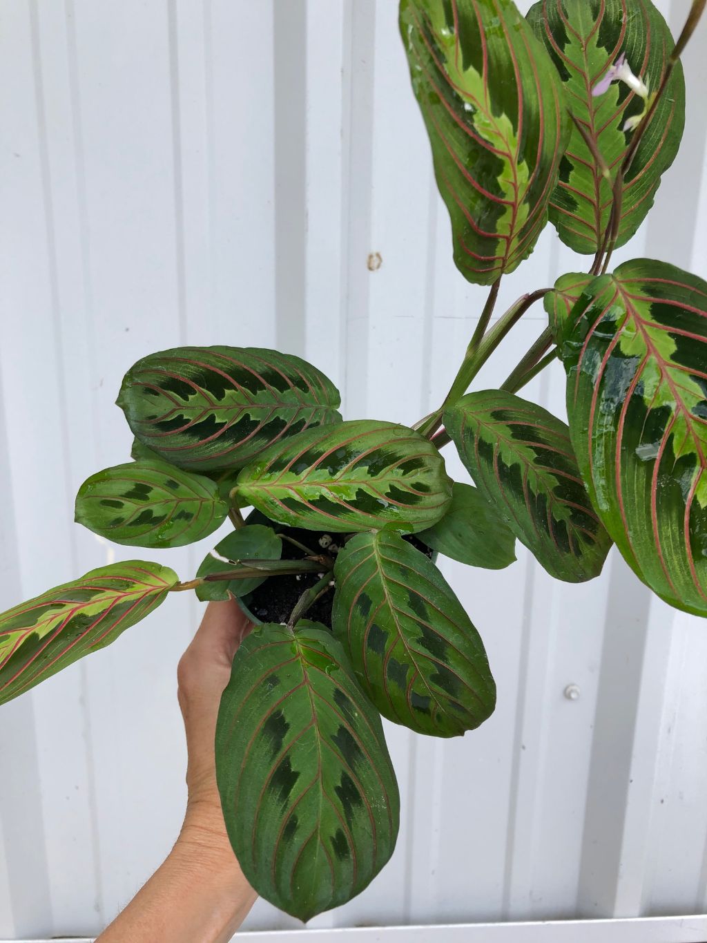 Maranta leuconeura 'Red Prayer Plant' - 3"pot