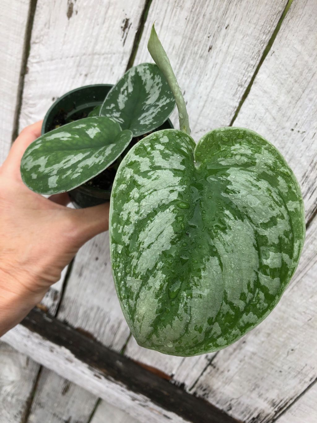 Scindapsus Pictus 'Exotica' Pothos - 3" pot