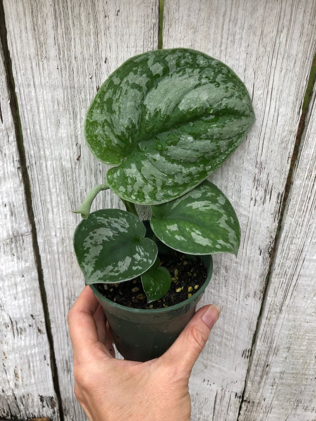 pothos exotica Scindapsus Pictus 'Exotica' Pothos