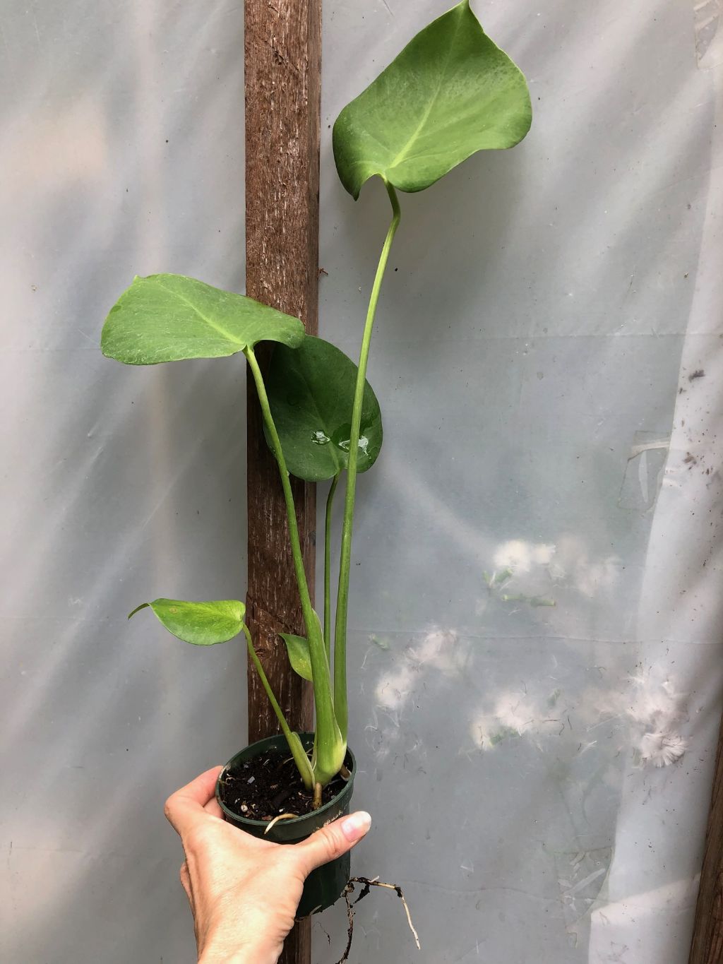 Monstera Deliciosa - 3" pot