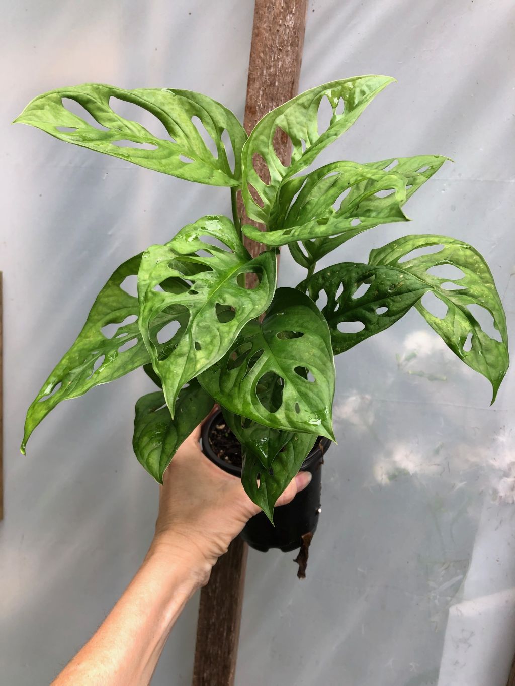 Monstera Adansonii - 3" pot