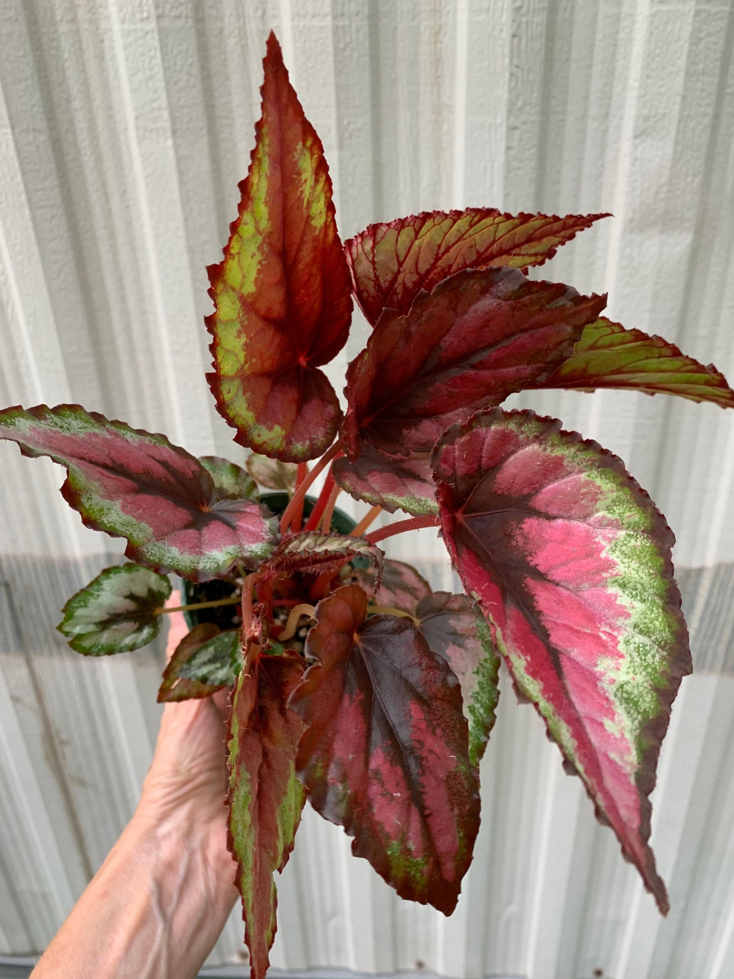 Begonia Rex 'Red Bull' - 4" pot