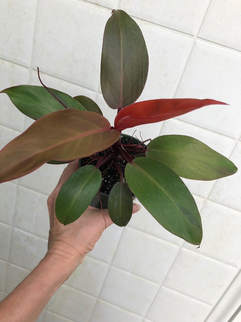mccauleys finale philodendron Mccolley's Finale Philodendron - 4" Pot