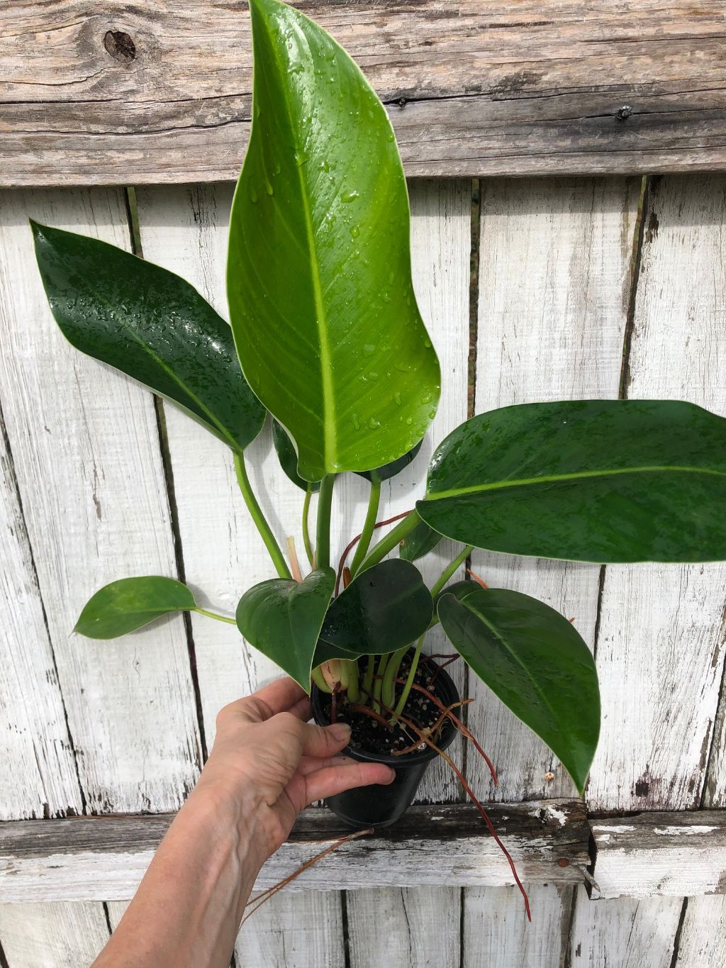 Philodendron Congo
