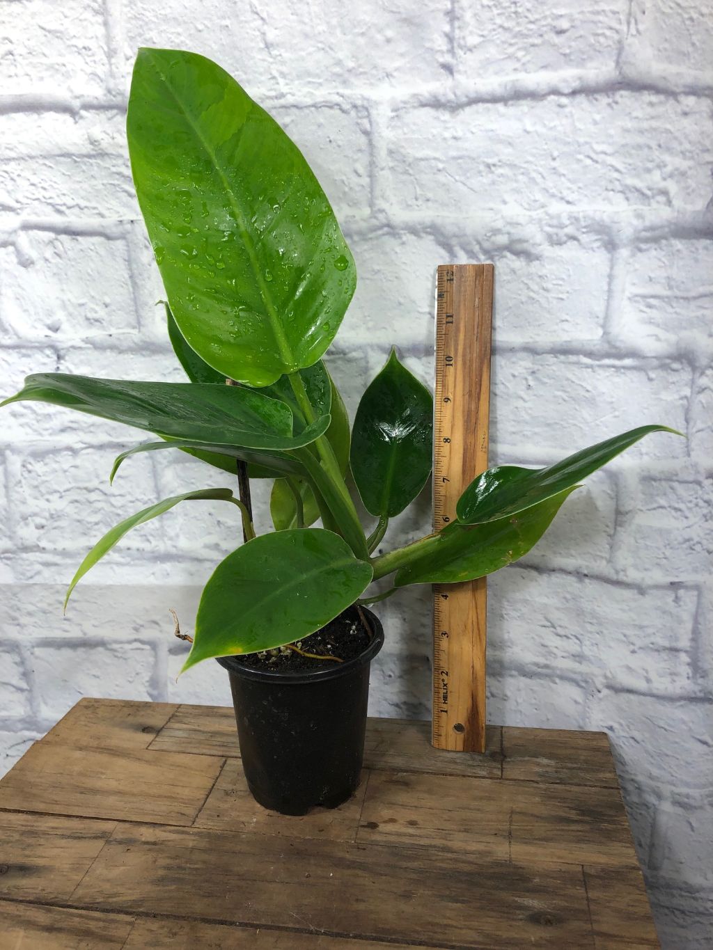Philodendron 'Imperial Green' - 4" pot