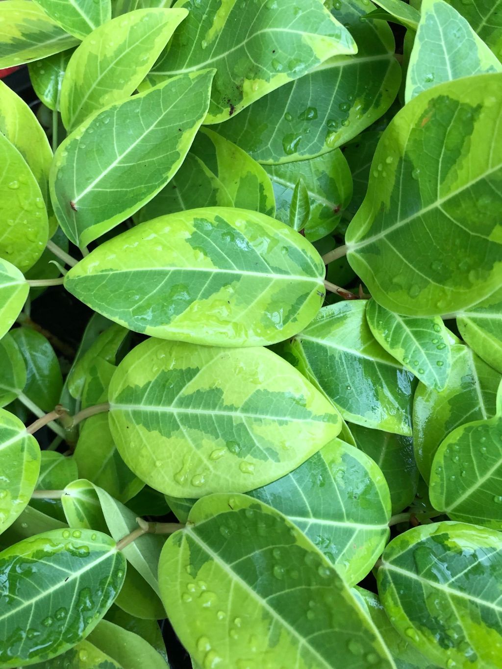 Ficus Altissima - 4" pot